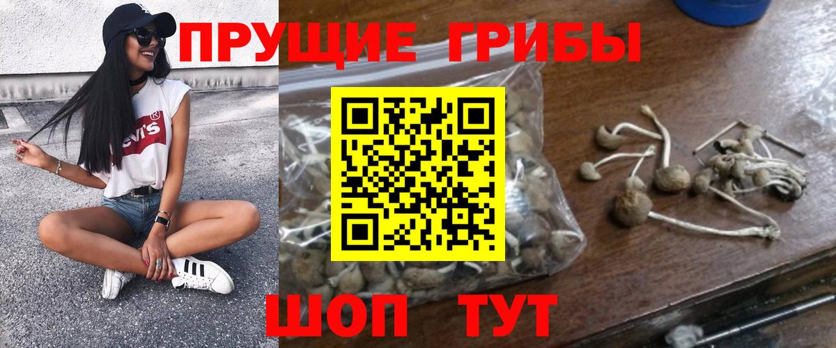 Псилоцибиновые грибы мицелий Сафоново